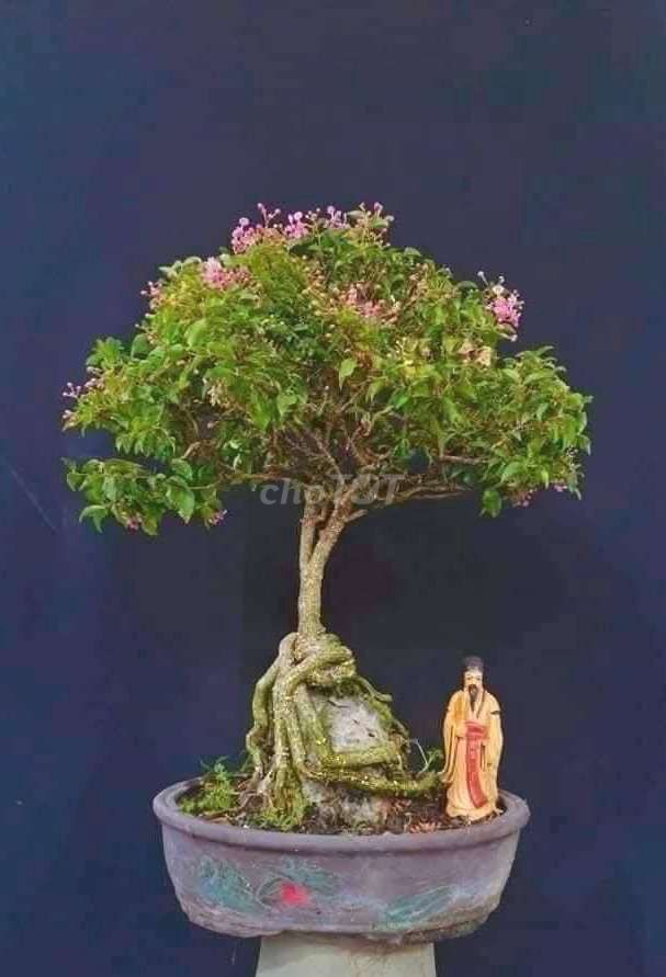 Cây Hồng Ngọc Mai bonsai cao 50cm