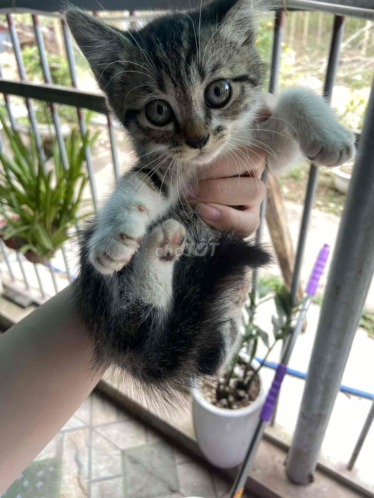 Mèo Aln Tabby 2 tháng tuổi. Mua bán Mèo tại Quận Cầu Giấy Hà Nội được đăng bởi Nam Phan hình 1