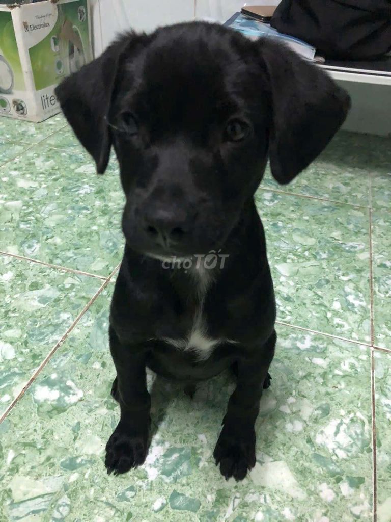 Chó Labrador Đen 6kg. Mua bán Chó tại Quận Bình Tân Tp Hồ Chí Minh được đăng bởi nhan hình 1