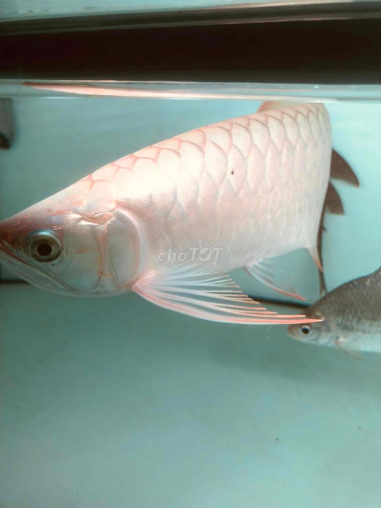 Cá Huyết phong Trắng 33 cm. Mua bán Thú cưng khác tại Thành phố Bà Rịa Bà Rịa - Vũng Tàu được đăng bởi Thuận Mèo hình 1