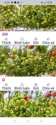 tổ 2 khu phố ông đông phường Tân hiệp thành phố tân uyên. Cho thuê phòng trọ tại Thị xã Tân Uyên Bình Dương được đăng bởi Bui thuy hien