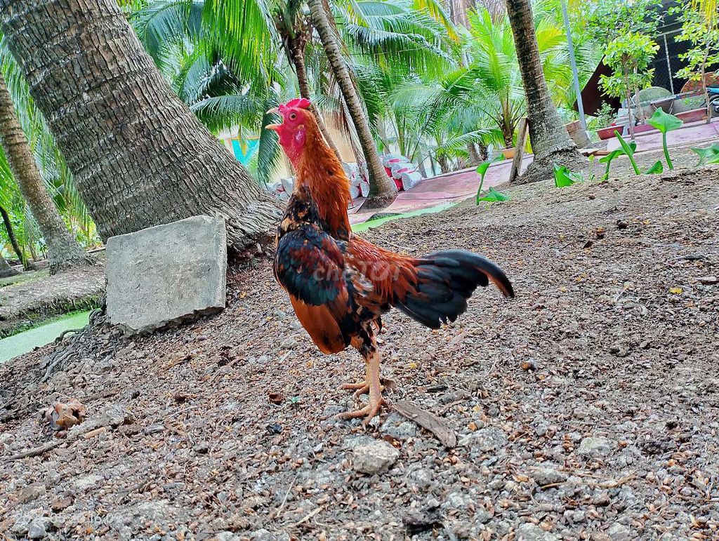 Tìm gà tre thua, tơ 1kg đổ lại.. Mua bán Gà tại Huyện Châu Thành Bến Tre được đăng bởi Phát  hình 1