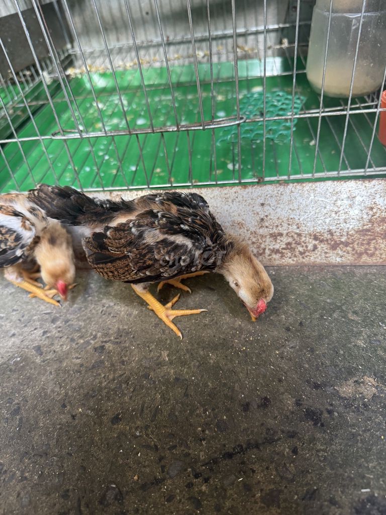 Gà tre giống nhỏ cả hai màu Nâu, đen, trắng. Mua bán Gà tại Quận Bình Tân Tp Hồ Chí Minh được đăng bởi nhi lê hình 1