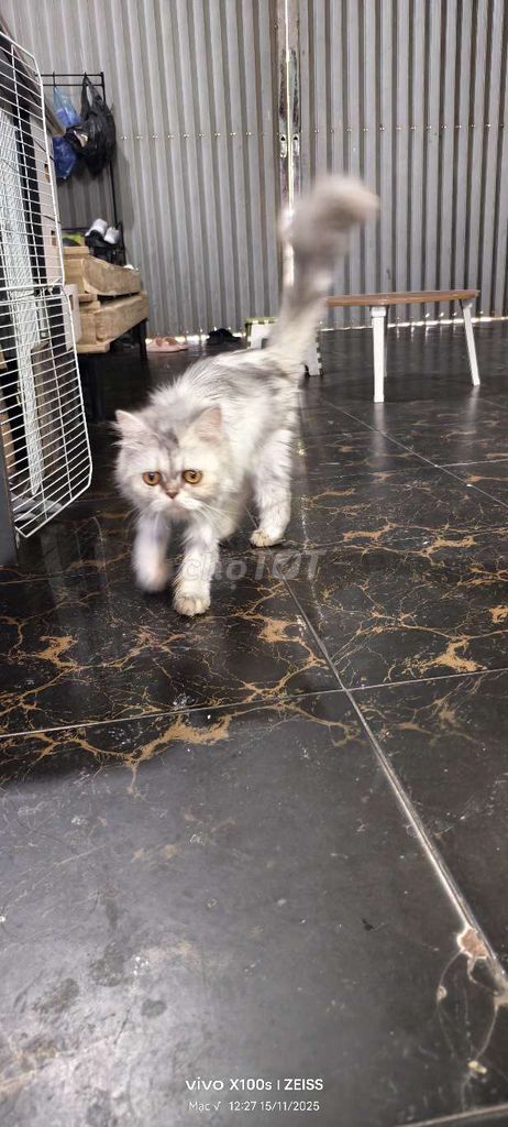 Mèo Ba Tư lai ALN nhiều màu. Mua bán Mèo tại Thành phố Bắc Ninh Bắc Ninh được đăng bởi HVM hình 4