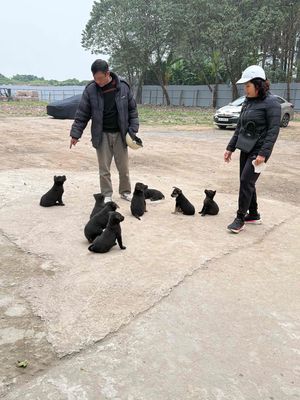 Chó Lai Phú Quốc, Mông cộc 2 tháng