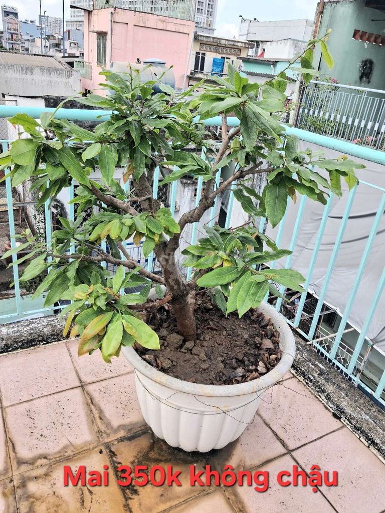Mai vàng cây khỏe mạnh. Mua bán Cây cảnh, đồ trang trí tại Quận 1 Tp Hồ Chí Minh được đăng bởi Toàn Thắng hình 1
