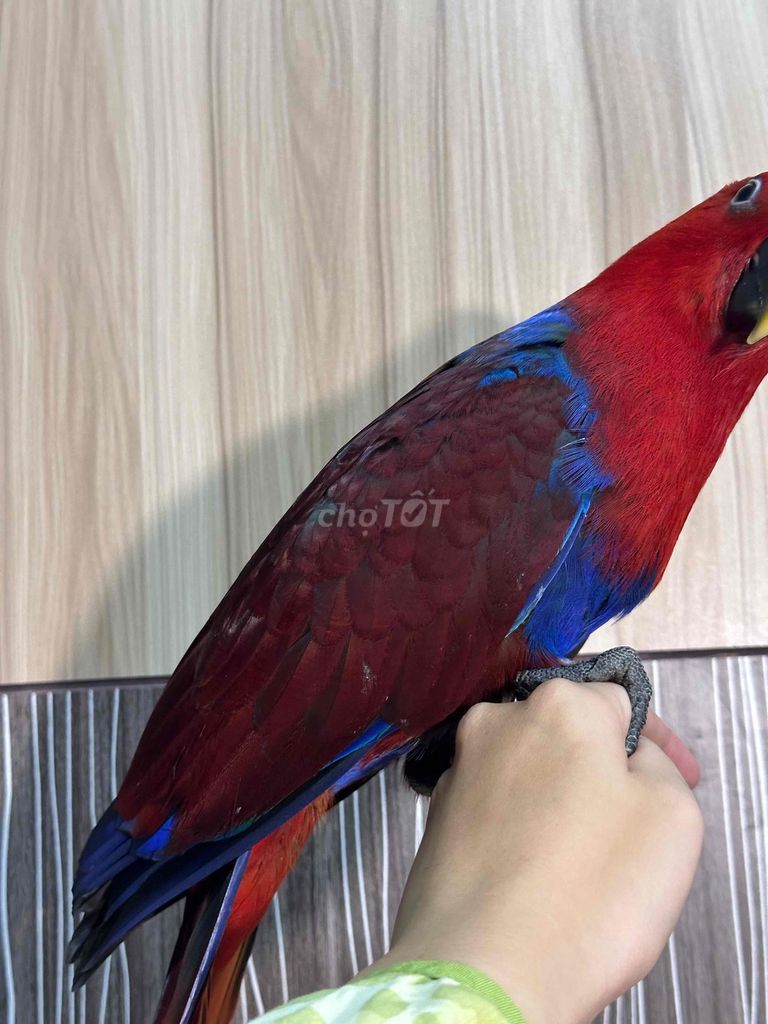 Chim Electus cái non. Mua bán Chim tại Quận Bình Tân Tp Hồ Chí Minh được đăng bởi bird hình 1