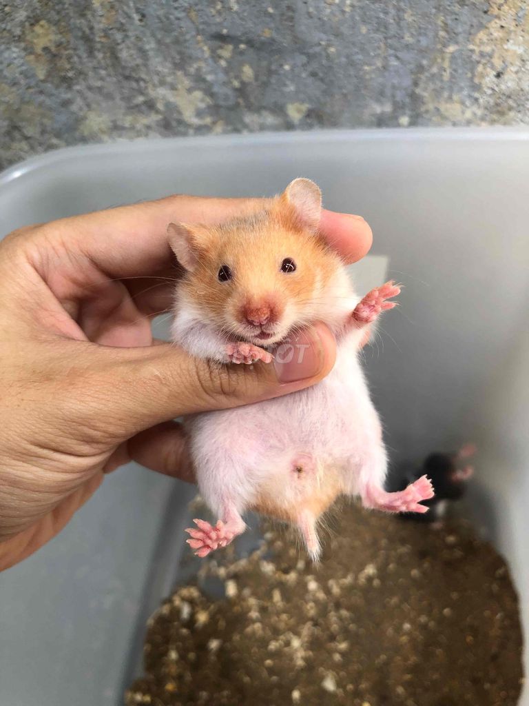 Hamster bear cái 1 tháng tuổi màu cam. Mua bán Thú cưng khác tại Quận Bình Tân Tp Hồ Chí Minh được đăng bởi Ở trọ bày đặt bán chụtt hình 1