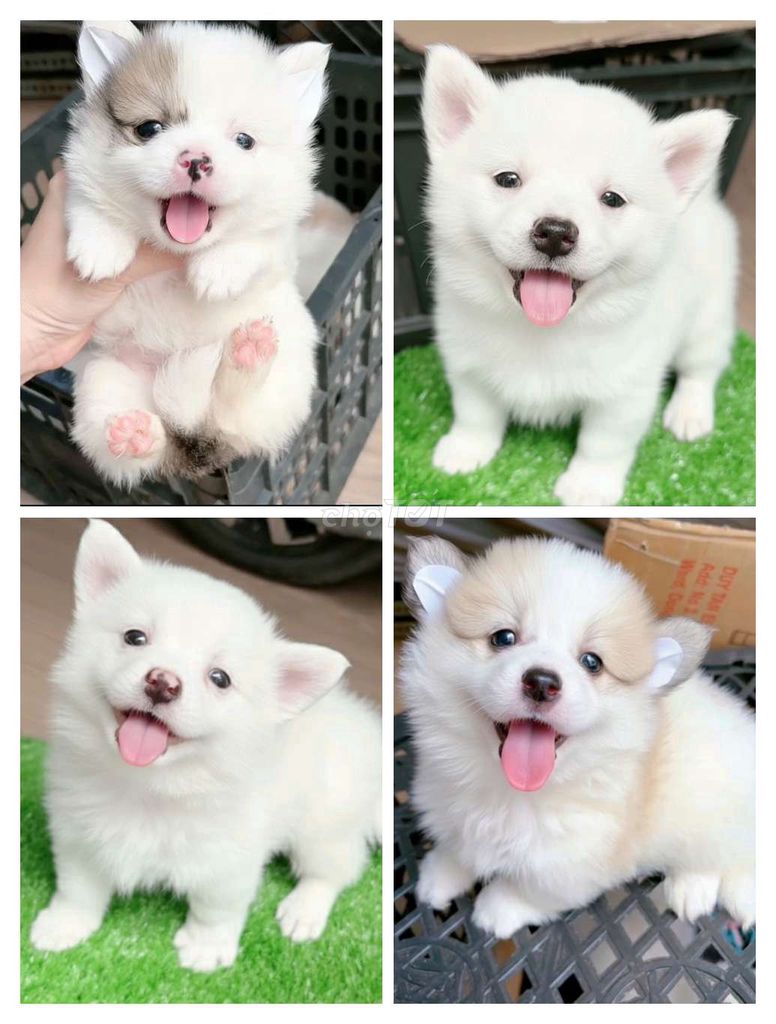 Chó phốc sóc x nhật 2 tháng. Mua bán Chó tại Quận Bình Tân Tp Hồ Chí Minh được đăng bởi Minh nguyễn  hình 1