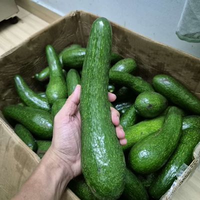 Bơ 34 Lâm Đồng 20k 1 kg. Mua bán Đồ ăn, thực phẩm và các loại khác tại Thành phố Thủ Đức Tp Hồ Chí Minh được đăng bởi Vinh