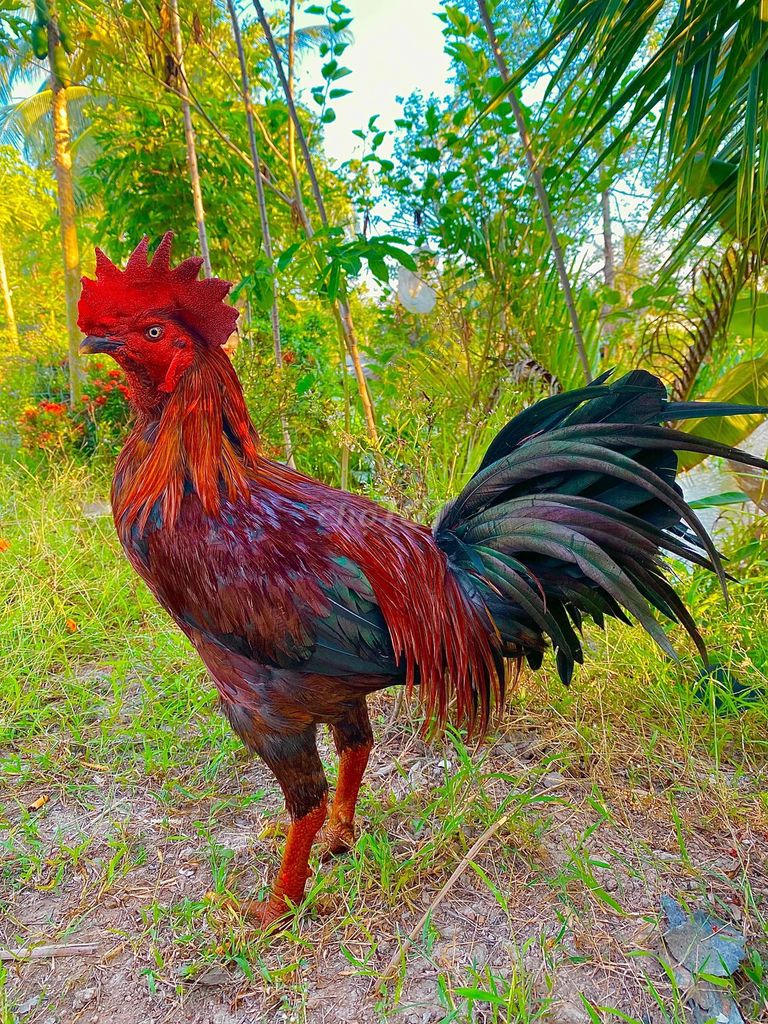 🍀peru 3k3 tốc độ. Mua bán Gà tại Huyện Kế Sách Sóc Trăng được đăng bởi QUYÊN GÀ TUYỂN SÓC TRĂNG hình 1