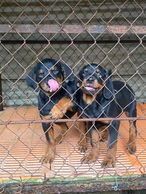 chó rottweiler con ms03. Mua bán Chó tại Thành phố Vĩnh Long Vĩnh Long được đăng bởi Trại Chó Rottweiler Trị An