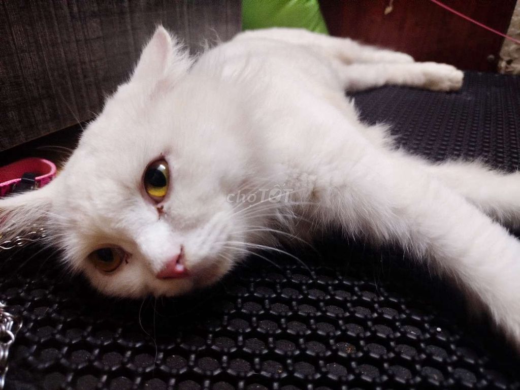 Gã cặp mèo anh lông ngắn trắng và đen