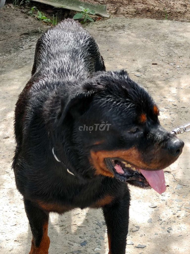 Giấy Vka Đầy Đủ. Mua bán Chó tại Quận 12 Tp Hồ Chí Minh được đăng bởi Nhân Rottweiler  hình 6