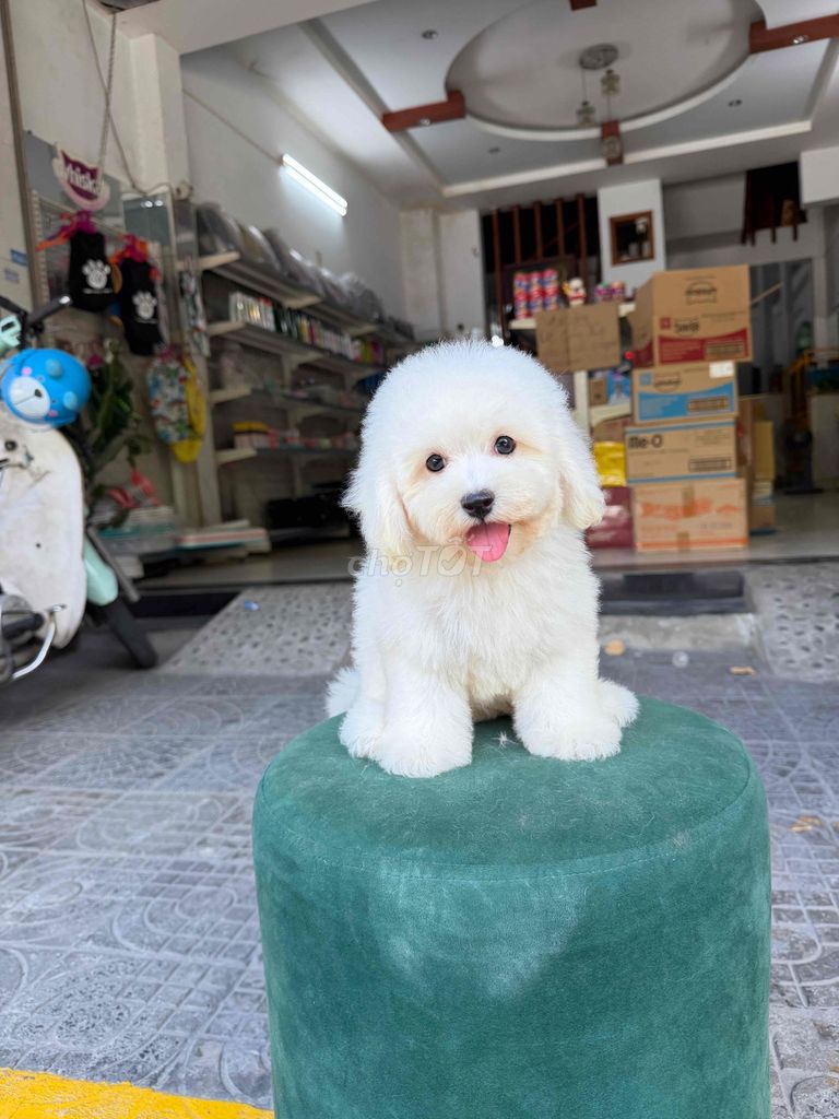 bichon nhà trồng. Mua bán Chó tại Quận Liên Chiểu Đà Nẵng được đăng bởi dương cảnh hình 1