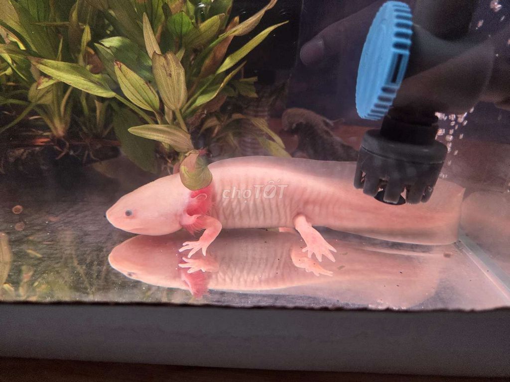 Kỳ giông Axolotl Hồng nhạt dễ nuôi. Mua bán Thú cưng khác tại Quận 5 Tp Hồ Chí Minh được đăng bởi Gia Hân hình 1