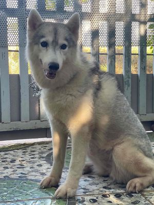 Chó Husky cái hơn 1 tuổi