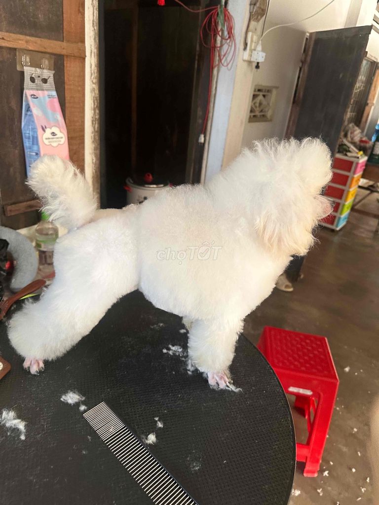 Chó Poodle Toy Cái 9 tháng Trắng. Mua bán Chó tại Huyện Tân Phú Đồng Nai được đăng bởi Đặng Gia Bảo hình 1