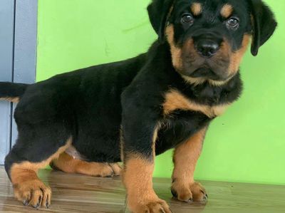 Rottweler cái dòng đại. Mua bán Chó tại Huyện Bình Chánh Tp Hồ Chí Minh được đăng bởi Anh nông dân da đen