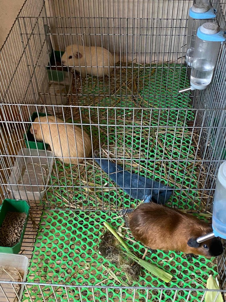 Bọ ú Broken American Cali 3-4 tháng. Mua bán Thú cưng khác tại Thành phố Bắc Ninh Bắc Ninh được đăng bởi Ngô Hiếu hình 1