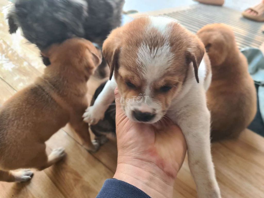 Chó Pug lai F2 2 tháng Nâu trắng. Mua bán Chó tại Thành phố Biên Hòa Đồng Nai được đăng bởi Kytai hình 1