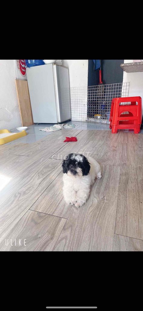 Poodle chuẩn Tyni thuần chủng chân lùn (đúng hình)