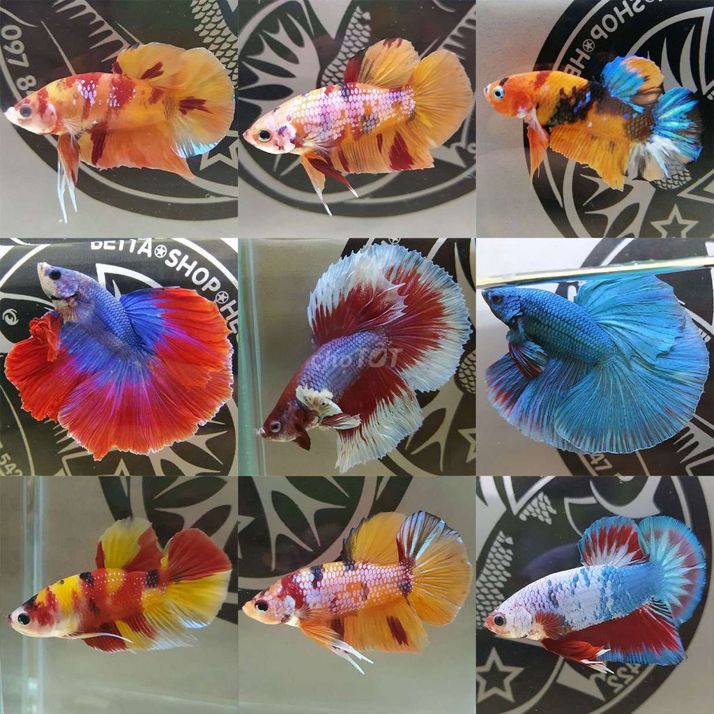Betta đủ dòng đẹp. Mua bán Thú cưng khác tại Huyện Lấp Vò Đồng Tháp được đăng bởi Đăng Khoa hình 1