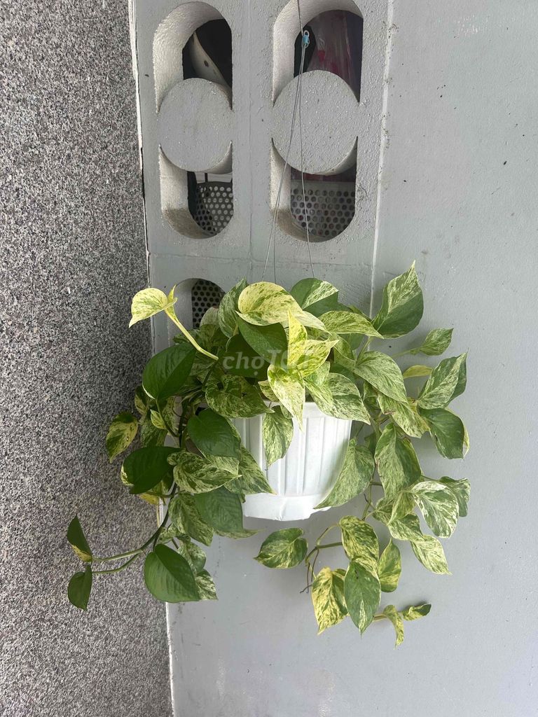 cây trầu bà size to tặng chậu treo nhỏ. Mua bán Cây cảnh, đồ trang trí tại Quận Hải Châu Đà Nẵng được đăng bởi Tú Nhi hình 1