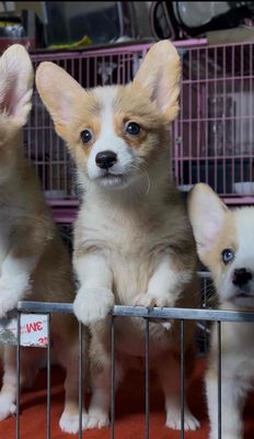 chó corgi thuần chủng nhà sinh sản. Mua bán Chó tại Huyện Thanh Trì Hà Nội được đăng bởi Phương Thảo