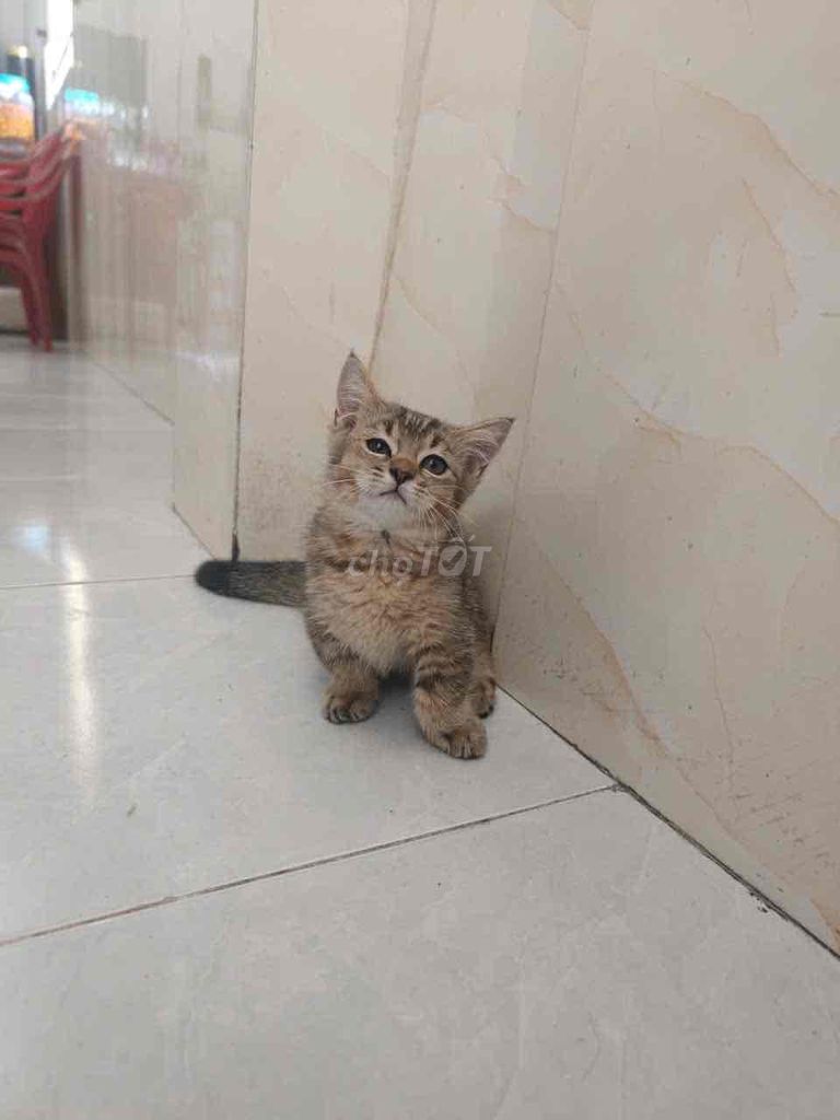 Mèo Anh chân lùn cái 3 tháng. Mua bán Mèo tại Quận 12 Tp Hồ Chí Minh được đăng bởi Nguyễn Bá Hoàng Nam hình 1