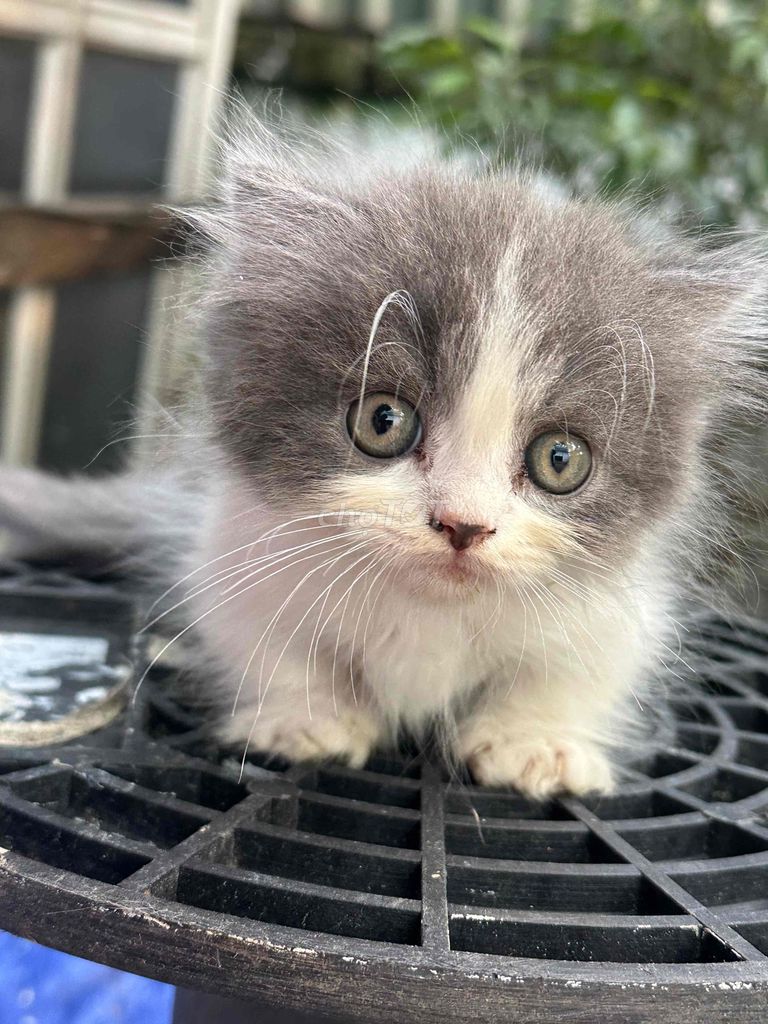 bé mèo đực lùn. Mua bán Mèo tại Quận Bắc Từ Liêm Hà Nội được đăng bởi Vũ Hữu Tình  hình 4