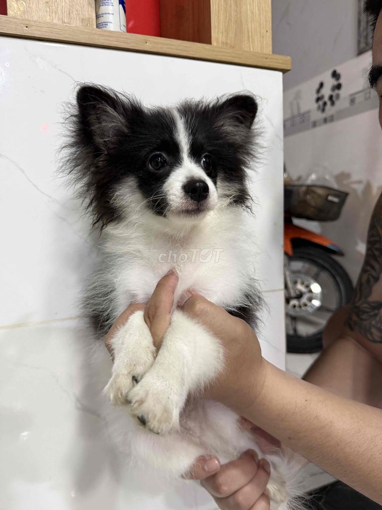 Chó Poodle Đực  và phóc sóc lai. Mua bán Chó tại Thành phố Biên Hòa Đồng Nai được đăng bởi Ngân Ngân hình 1