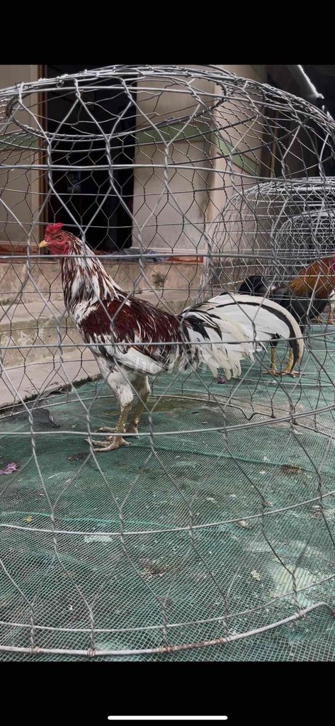 xám bông. Mua bán Gà tại Huyện Mỏ Cày Bắc Bến Tre được đăng bởi xèo hình 1