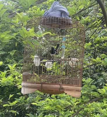 Choè than 3 năm lồng. Mua bán Chim tại Thành phố Hải Dương Hải Dương được đăng bởi Tran van hau