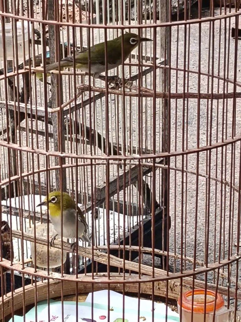 Hai em khuyên xanh đẹp 3xi. Mua bán Chim tại Quận Tân Phú Tp Hồ Chí Minh được đăng bởi Hạnh hình 2