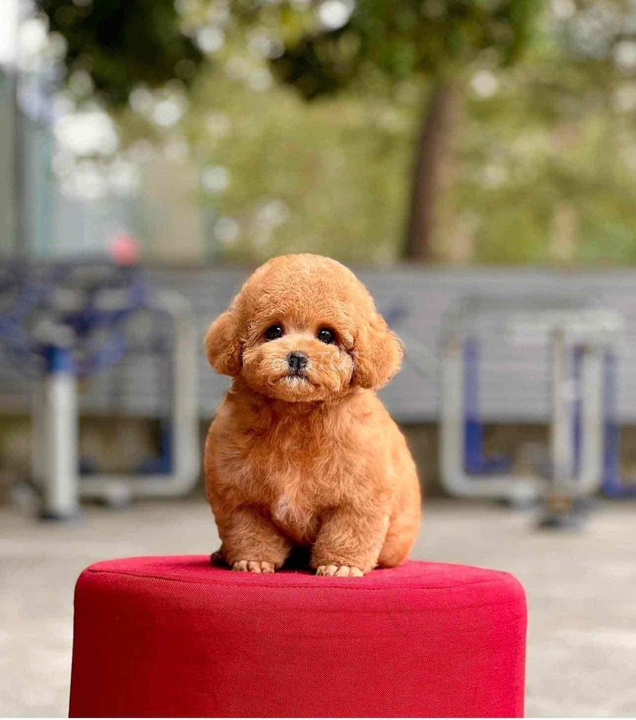 poodle xinh bame ơi