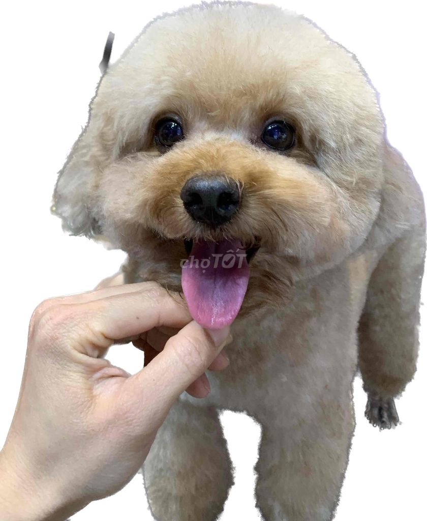 Minh nhận tắm cắt tỉa các bạn cún miu ạ