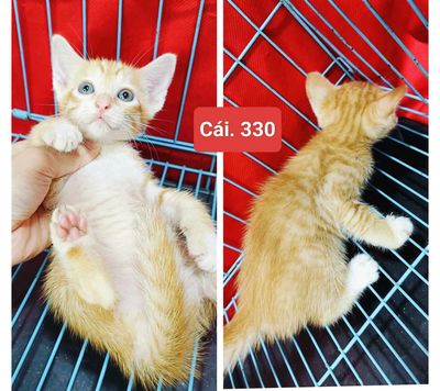 6 Bé Miu 2 tháng Tìm Ba Mẹ Yêu - ĐÃ TIÊM NGỪA.. Mua bán Mèo tại Huyện Hóc Môn Tp Hồ Chí Minh được đăng bởi Phạm Đăng Khoa hình 1