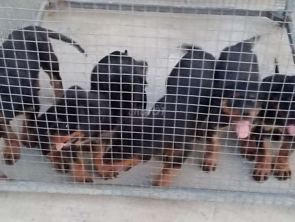 Chó Rottweiler Đực Cái đã tiêm. Mua bán Chó tại Thành phố Vị Thanh Hậu Giang được đăng bởi Nhân Rottweiler  hình 1