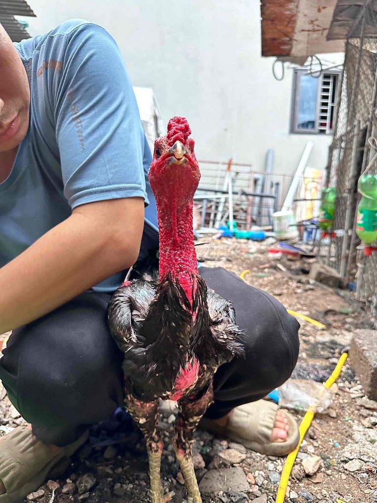 Gà chọi Đực màu Đen, Đỏ. Mua bán Gà tại Huyện Chương Mỹ Hà Nội được đăng bởi Nguyễn Minh Đức hình 1