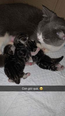 Hai baby lùn sọc dưa đáng yêu cần nhà mới. Mua bán Mèo tại Huyện Bàu Bàng Bình Dương được đăng bởi Hoàng Phước