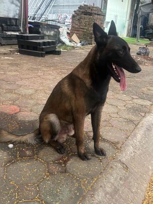 nhận phối giống chó tại khu vụ cự khối. Mua bán Phụ kiện, Thức ăn, Dịch vụ tại Quận Long Biên Hà Nội được đăng bởi Bố Trẻ Con