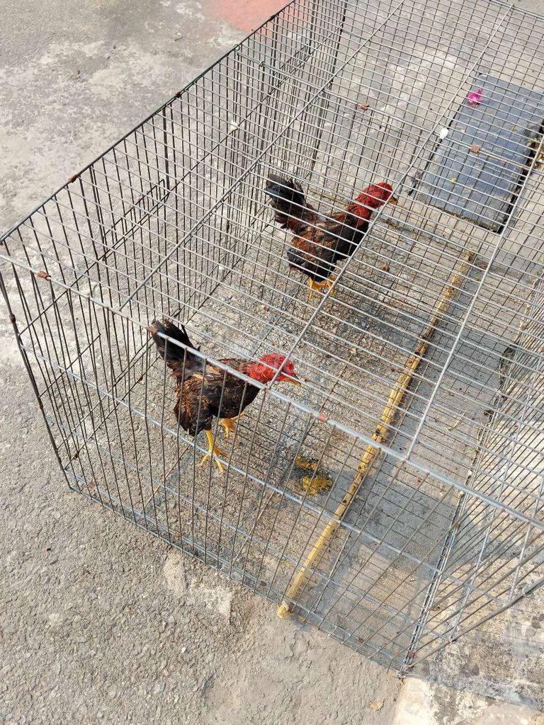 Gà tre Bắc Cộc 2-3 tháng. Mua bán Gà tại Huyện Đức Hòa Long An được đăng bởi Hưng Nguyễn hình 1