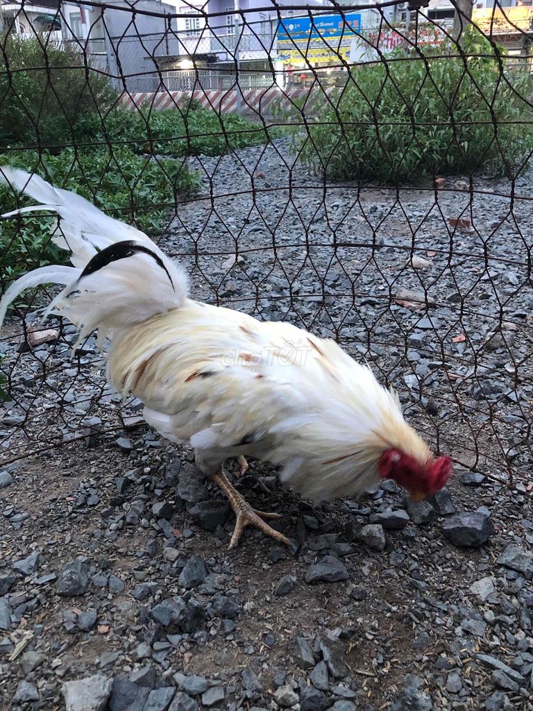 Gà Trắng Đực 2.7kg. Mua bán Gà tại Huyện Châu Thành Sóc Trăng được đăng bởi Tăng Thiện Tín hình 1