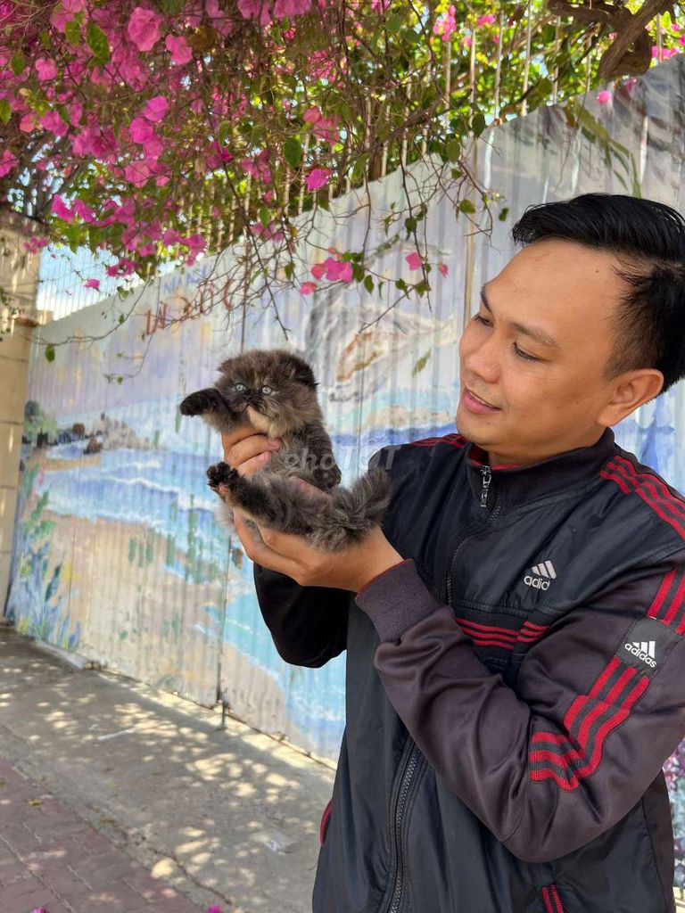 HCM Vũng Tàu bán mèolông dài mặt tròn như bánh bao. Mua bán Mèo tại Quận 5 Tp Hồ Chí Minh được đăng bởi Miss An hình 6