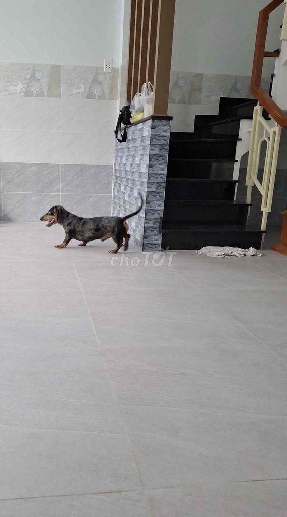Chó Lạp Xưởng đực đã chích ngừa. Mua bán Chó tại Quận Bình Thạnh Tp Hồ Chí Minh được đăng bởi Trí Viên hình 1