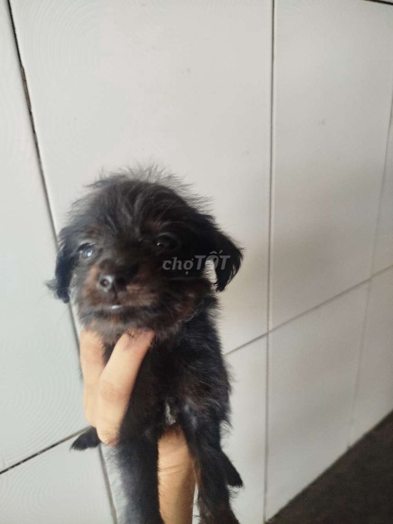 Chó Poodle lai Lạp Xưởng đen nâu hơn 1 tháng. Mua bán Chó tại undefined Tp Hồ Chí Minh được đăng bởi Nguyễn Trí hình 1