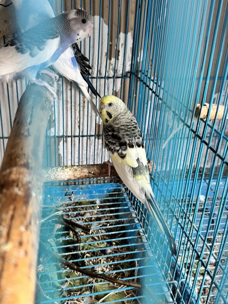 Chim Yến Phụng trống sinh sản. Mua bán Chim tại Quận 7 Tp Hồ Chí Minh được đăng bởi Đăng Minh hình 1