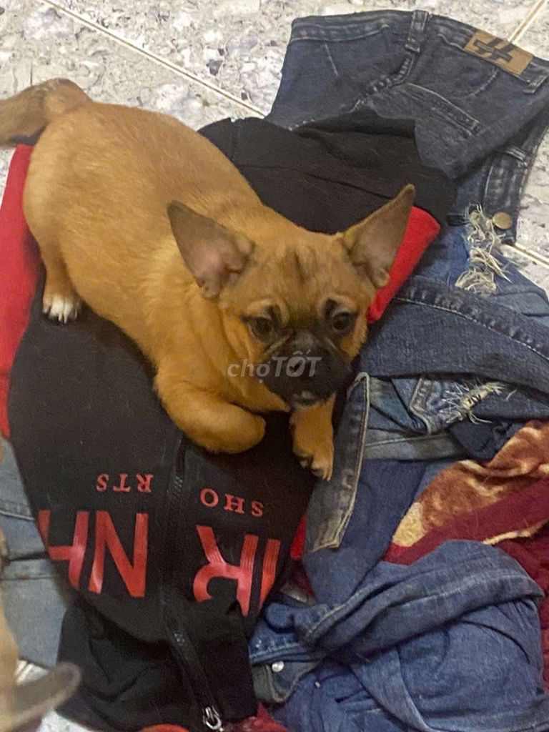 Pug lai. Mua bán Chó tại Quận Hà Đông Hà Nội được đăng bởi Lý Quang Hiến hình 4