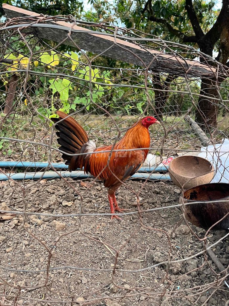 Gà chọi Chuối 2kg. Mua bán Gà tại Huyện Tân Phú Đồng Nai được đăng bởi Tèo Đen hình 1